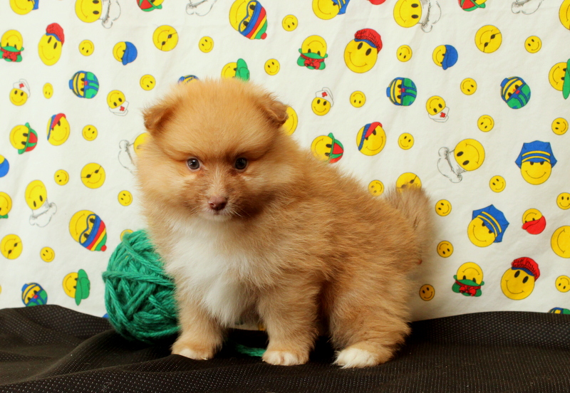puppy, for, sale, Pomeranian, Matthew B. Stoltzfus, dog, breeder, Gap, PA, dog-breeder, puppy-for-sale, forsale, nearby, find, puppyfind, locator, puppylocator, aca